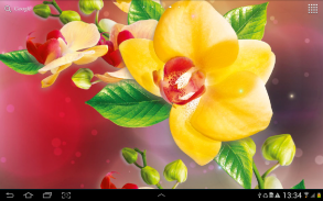 Orchids Wallpaper screenshot 0