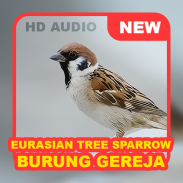 Bird: Eurasian Tree Sparrow screenshot 0