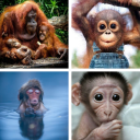 Monkey Wallpapers: HD images, Free Pics download Icon