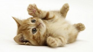 Cat Lover HD Wallpapers screenshot 2
