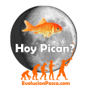 Hoy Pican Icon
