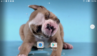 Puppy Shake Live Wallpaper screenshot 3