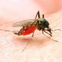 Malaria Self-Test and Guide (Africa's Version)