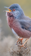 Merlin Bird ID by Cornell Lab screenshot 6