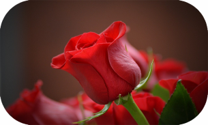 拼图-鲜花和美丽的玫瑰🌼🌸 screenshot 4