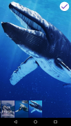 Blue Whale Lock Screen screenshot 4