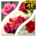 Wallpapers Rose 4K UHD Icon