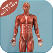 Human Body Parts screenshot 2