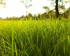 3D GRASS Live Wallpaper HD screenshot 0