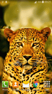 Leopard Live Wallpaper screenshot 5