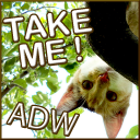 ADW Sweet Kitty Theme Icon