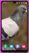 Pigeon Wallpaper HD screenshot 0