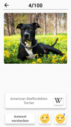 Hunderassen - Foto-Quiz über alle Hunde der Welt screenshot 5