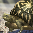 Tortoise to grow relaxedly Icon