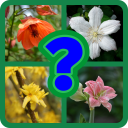 Flower Name Quiz