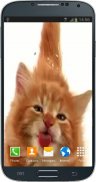 Cat Licking Screen screenshot 0