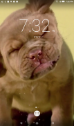 Puppy Shake Live Wallpaper screenshot 1