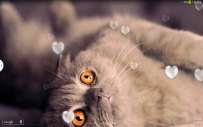 القطط لطيفه خلفية متحركة screenshot 10