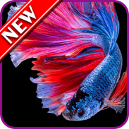 Betta Fish Wallpapers screenshot 7