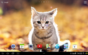 Cat Live Wallpaper screenshot 5