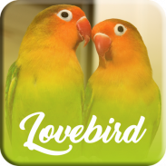 Master Kicau Lovebird Offline screenshot 5