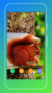 Squirrel Wallpaper screenshot 10