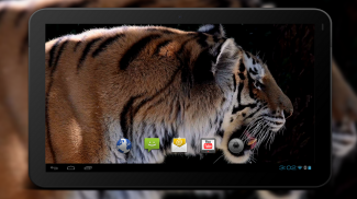 4K Tiger Video Wallpaper screenshot 5