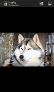 Husky - HD Wallpapers screenshot 7