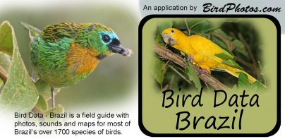 Bird Data - Brazil