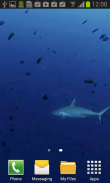 Shark Video Wallpaper Free screenshot 3