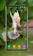 Pigeon Wallpapers screenshot 14