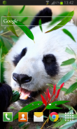 Panda Live Wallpaper screenshot 1