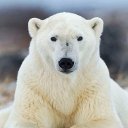 Wallpaper Beruang Kutub Icon