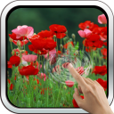 Red Poppies 3D Wallpaper