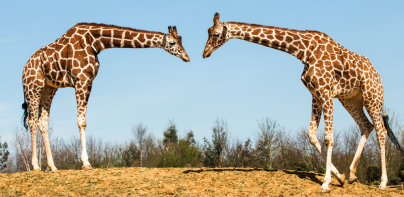 Colchester Zoological Society