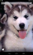 Husky Live Wallpaper screenshot 2