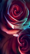 Rose Live Wallpaper screenshot 4