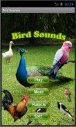 Bird Sounds screenshot 0