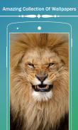 Lion HD Wallpapers screenshot 2