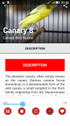 Canary Birds Master screenshot 3