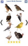 تعليم أسماء الطيور باللغة الان screenshot 6