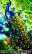 Peacock Beauty Live Wallpaper screenshot 0