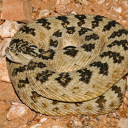 Rattlesnake Sounds Icon