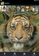 Zooface - GIF Animal Morph screenshot 3