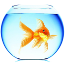 Goldfish hình nền sống