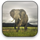 Elephant Free Video Wallpaper Icon