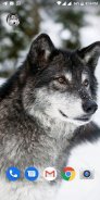 Free Wolf Wallpapers HD screenshot 5