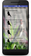 Free Singing goldfinches screenshot 0