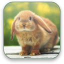 Bunny Free Video Wallpaper Icon