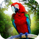 Jungle Parrot Simulator - try wild bird survival! Icon